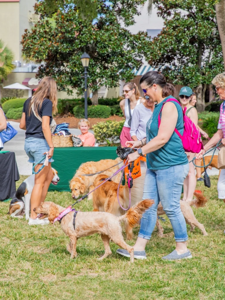 Hounds on the Harbour Event