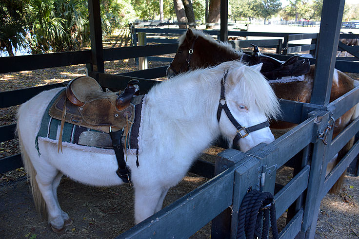 Pony Rides