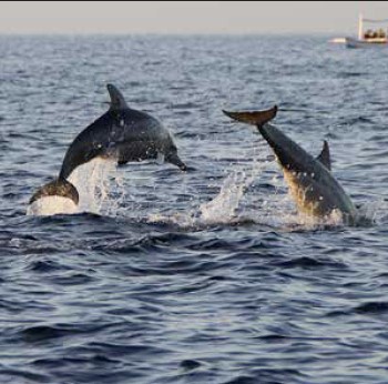 Thing To Do On the Water